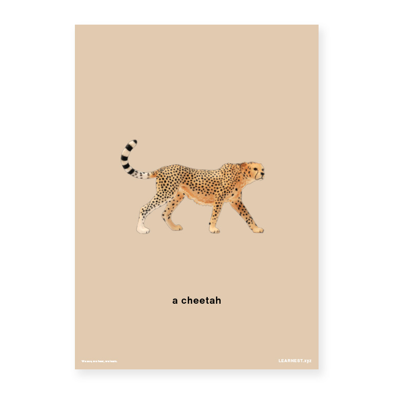 Pre-School Names of Animals – A cheetah