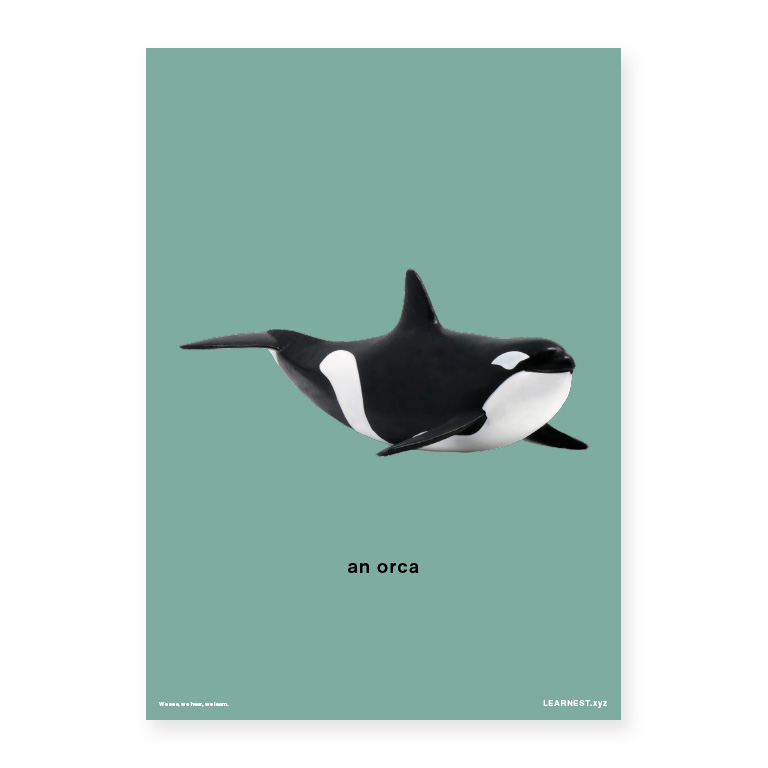 Pre-School Names of Animals – An orca