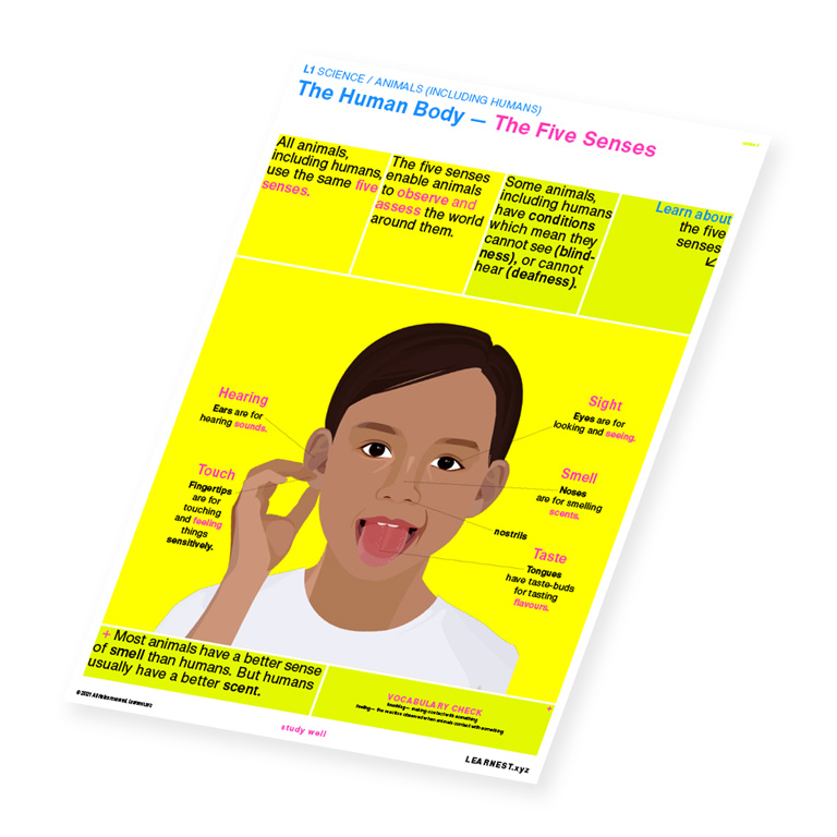 L1 Science The Human Body – The Five Senses by Learnest.xyz