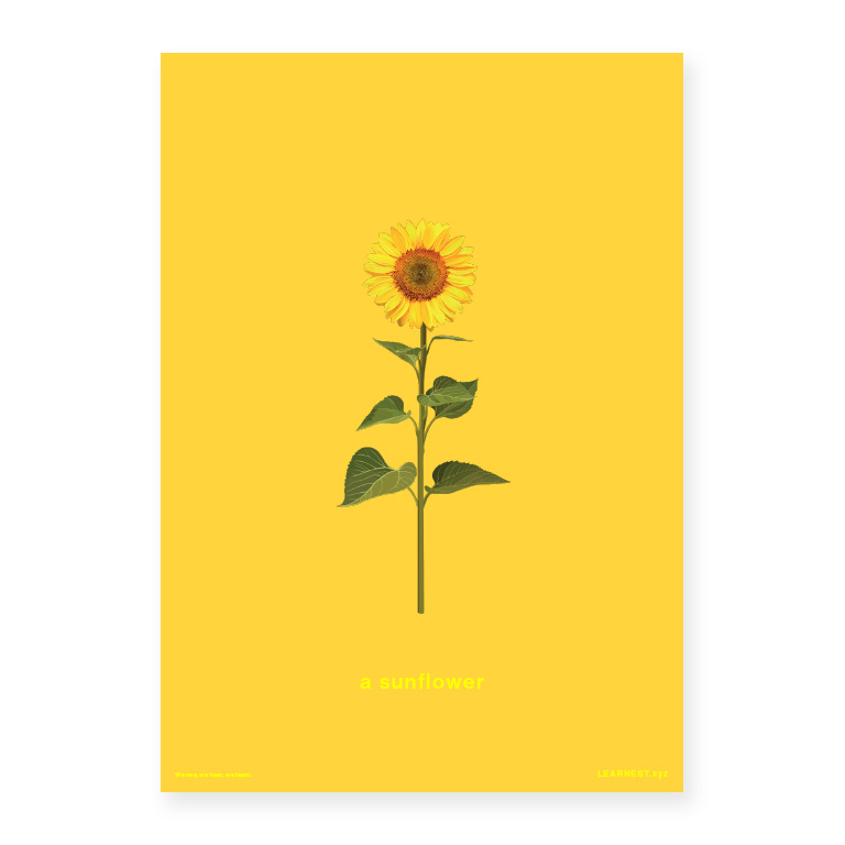 Pre-School Names of Objects – A sunflower