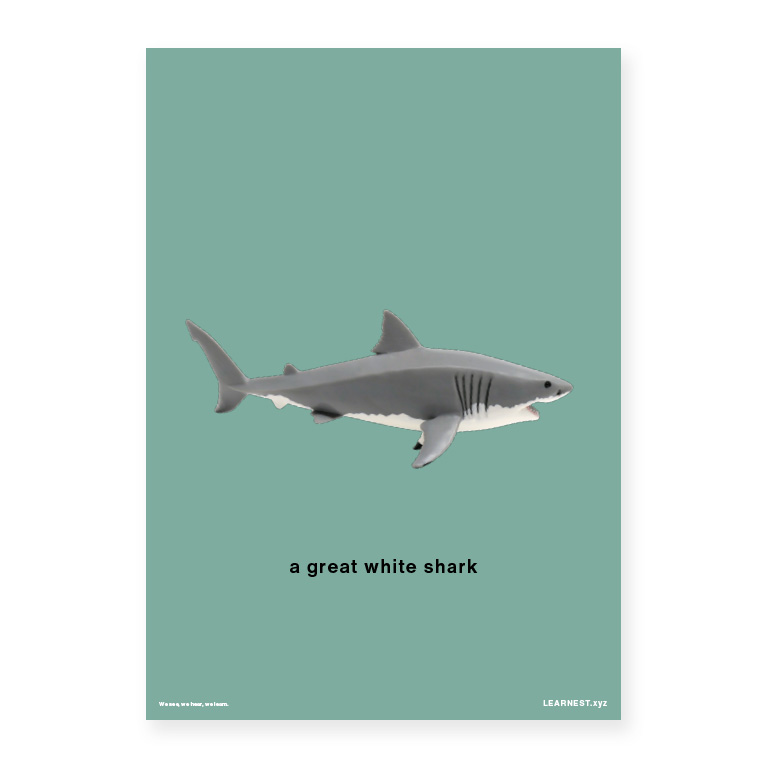 Pre-School Names of Animals – A great white shark