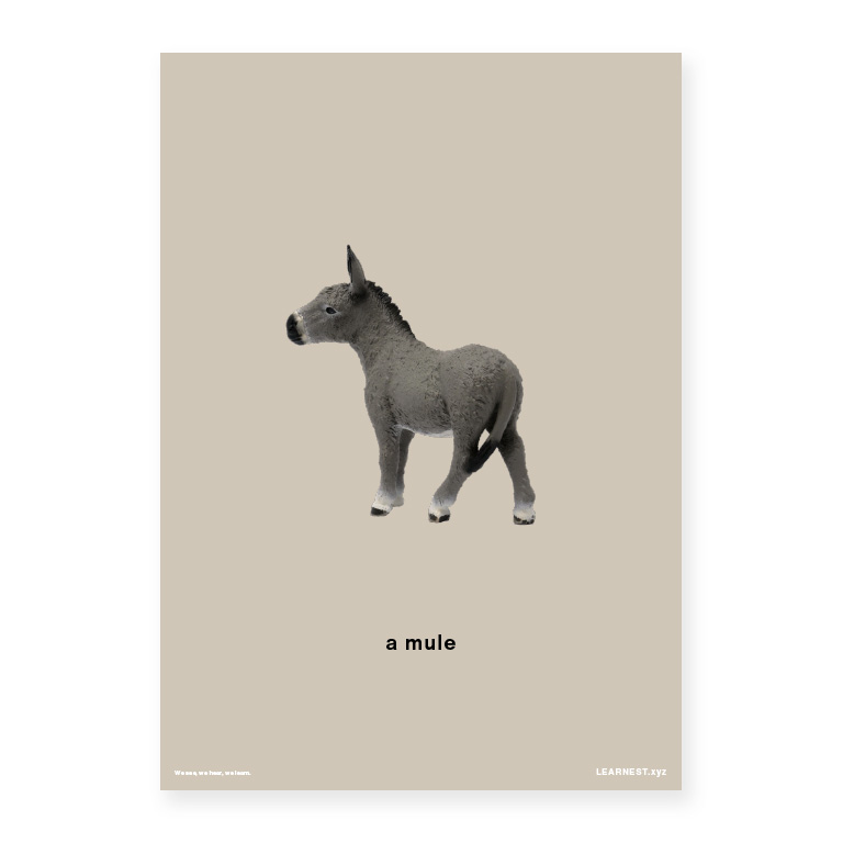 Pre-School Names of Animals – A mule