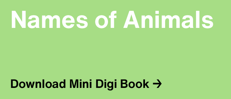 Names of Animals (Pre-School)